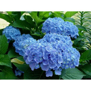 Саженцы Гортензия Клеопатра Блю (Cleopatra Blue) (крупноли..