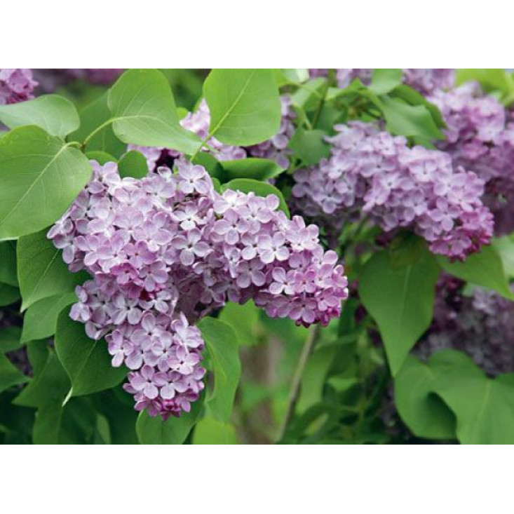 Сирень Lavander Lady - прекрасное растение для вашего сада Сирень Lavander Lady - прекрасное растение для вашего сада