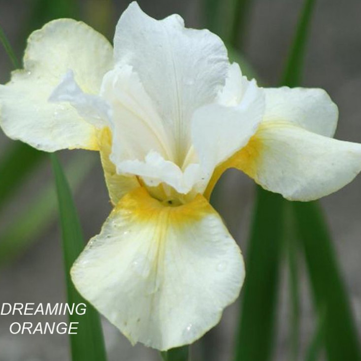 Ирис сибирский Dreaming Orange — яркие и стойкие цветы Ирис сибирский Dreaming Orange — яркие и стойкие цветы