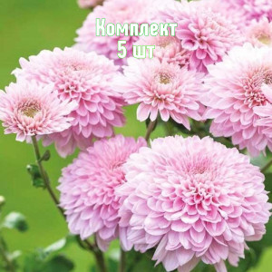 Саженцы Комплект 5шт / Хризантема Гомпи Пинк