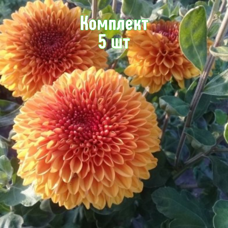 Комплект 5шт / Хризантема Венди Бронз Комплект 5шт / Хризантема Венди Бронз