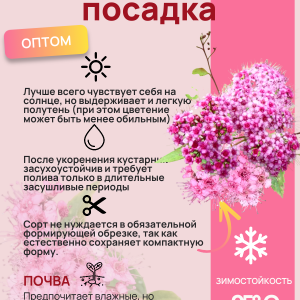 Спирея розовая / опт 1000 штук Спирея розовая / опт 1000 штук