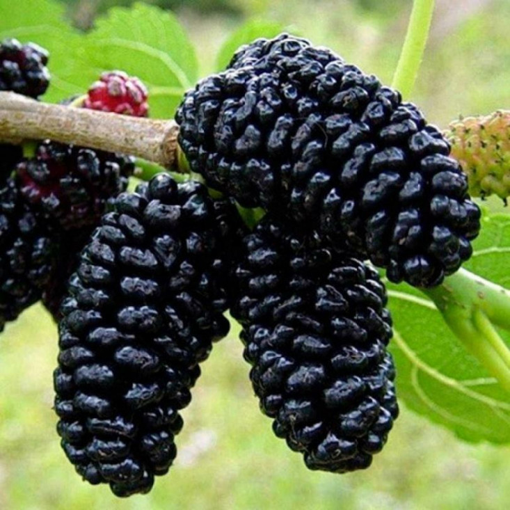 Шаровидная шелковица Королевская - удивительный вкус природы Шаровидная шелковица Королевская - удивительный вкус природы