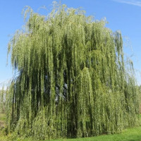 Ива плакучая Памяти Миндовског..