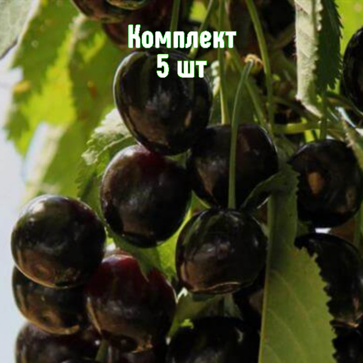 Комплект 5шт / Вишня Морель Брянская Комплект 5шт / Вишня Морель Брянская