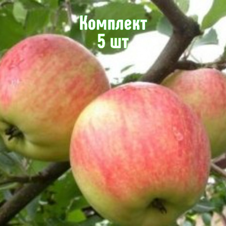 Комплект 5шт / Яблоня Зимний Шафран Комплект 5шт / Яблоня Зимний Шафран